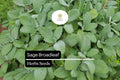 50 Seeds Sage Broadleaf, Salvia Officinalis, Aromatic Culinary Herb for Garden and Kitchen