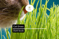 50 Seeds Cat Grass (Agropyron Cristatum) â€“ Safe Grass for Cats to Chew and Digest