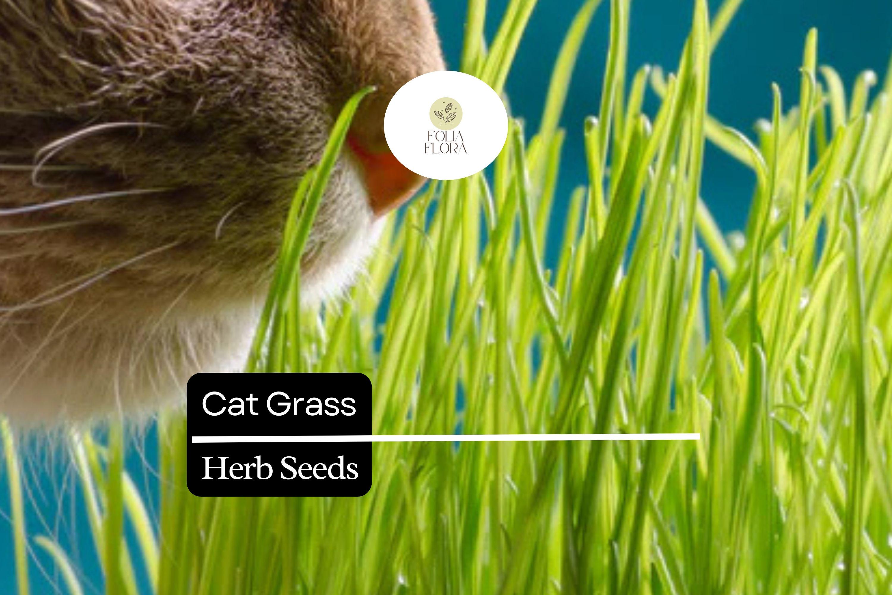 50 Seeds Cat Grass (Agropyron Cristatum) â€“ Safe Grass for Cats to Chew and Digest