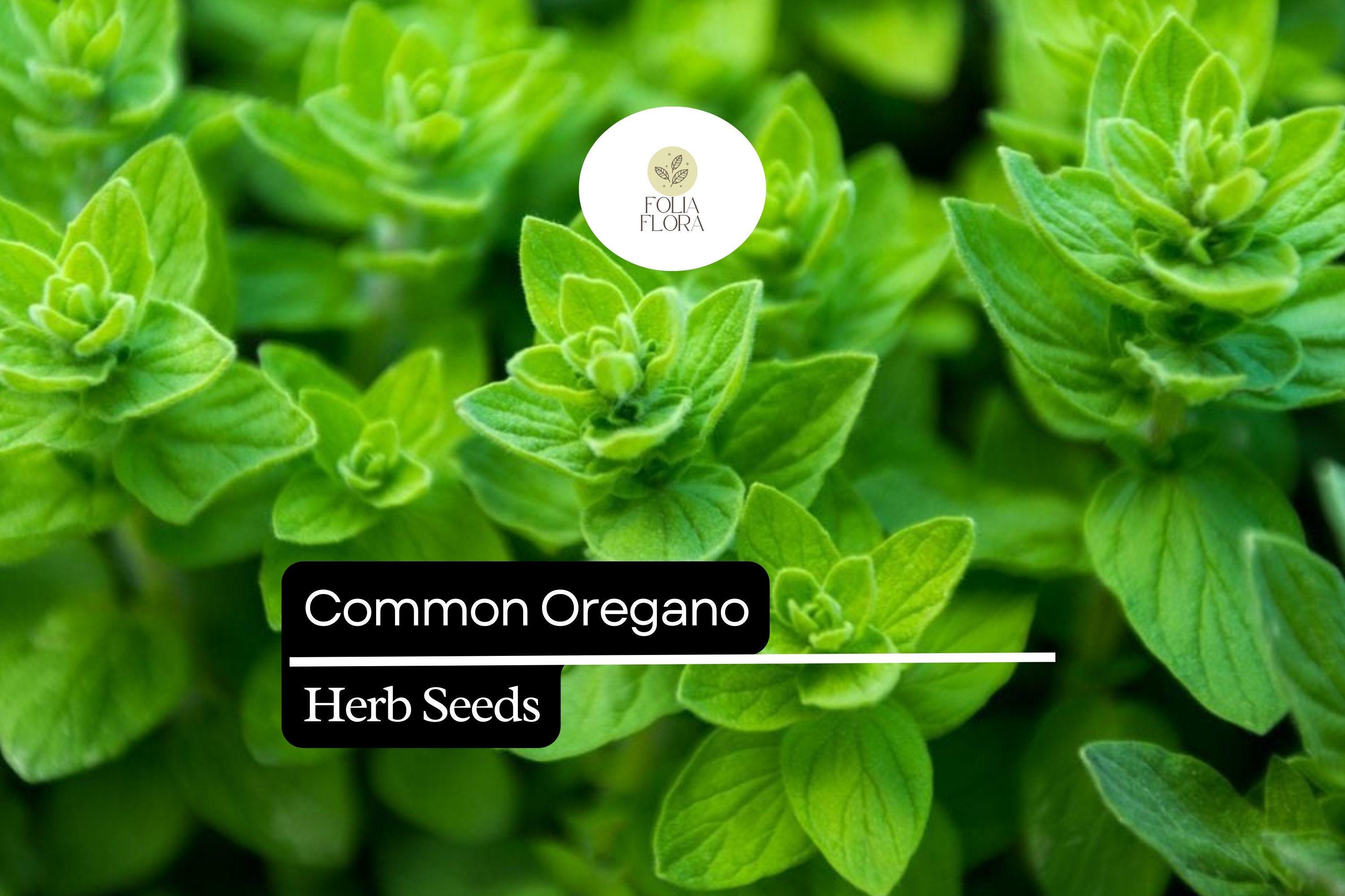 300 Seeds Common Oregano, Origanum Vulgare, Aromatic Culinary Herb for Mediterranean Dishes and Gardens