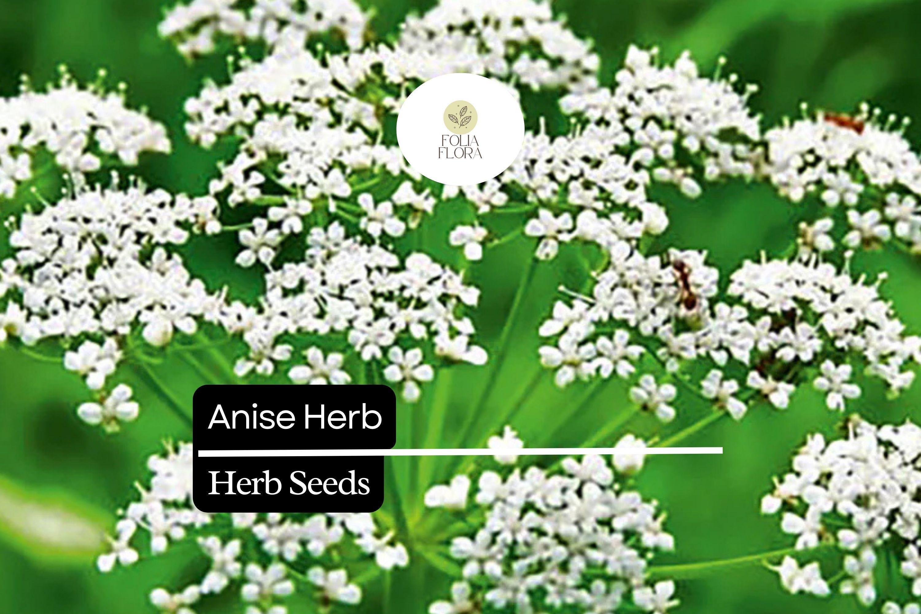 200 Seeds Anise, Pimpinella Anisum, Aromatic Herb for Culinary and Garden Use