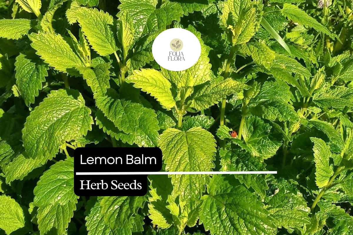 1000 Lemon Balm Seeds â€“ Aromatic Herb, Tea, Pollinator Garden