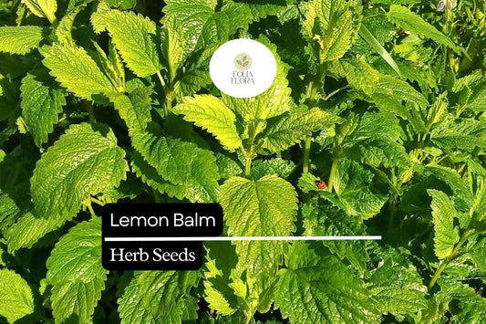 1000 Lemon Balm Seeds â€“ Aromatic Herb, Tea, Pollinator Garden