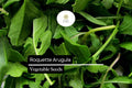 500 Seeds Roquette Arugula (Eruca vesicaria) â€“ Peppery Greens for Salads, Sandwiches, and Gourmet Dishes