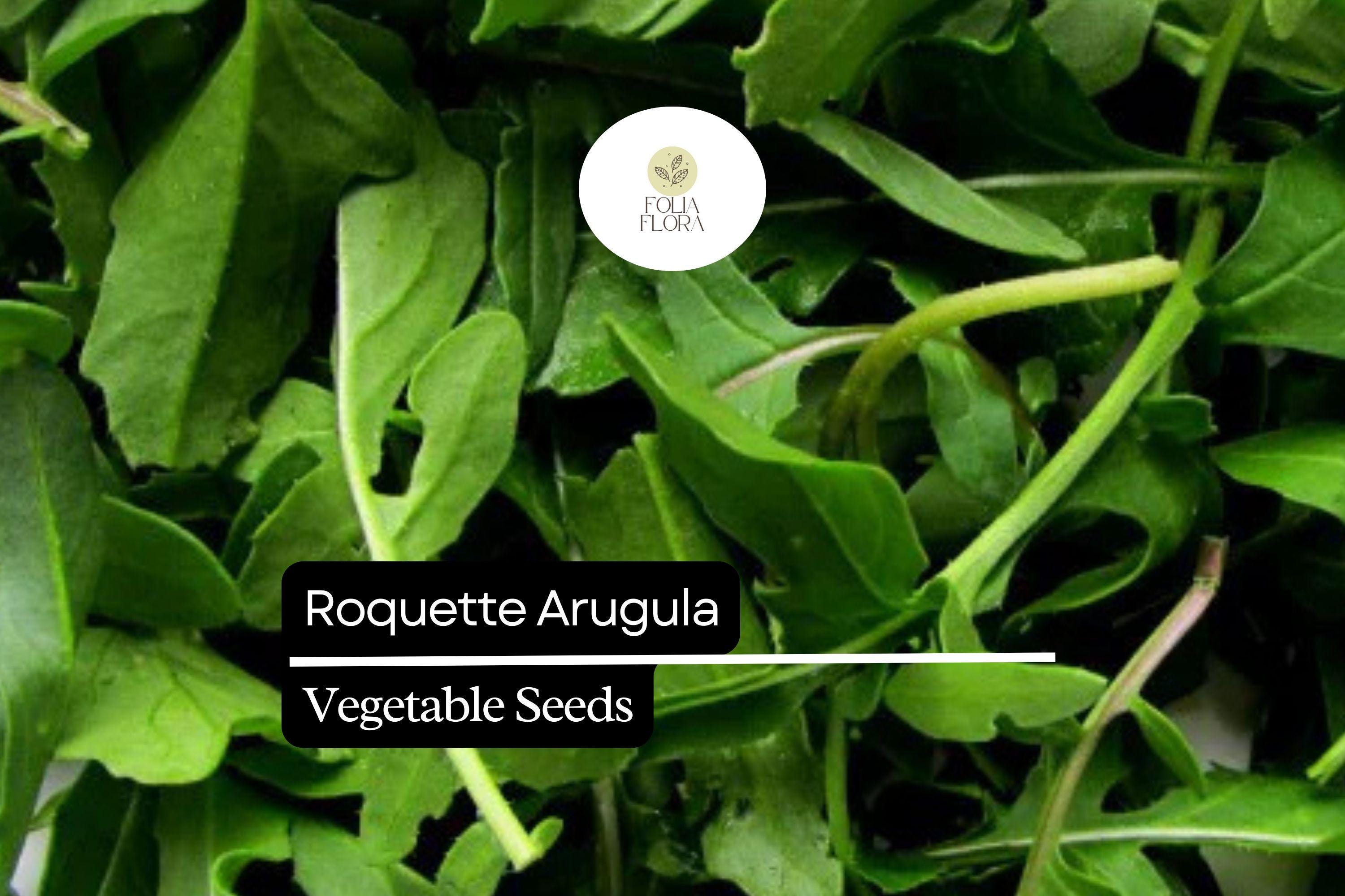 500 Seeds Roquette Arugula (Eruca vesicaria) â€“ Peppery Greens for Salads, Sandwiches, and Gourmet Dishes