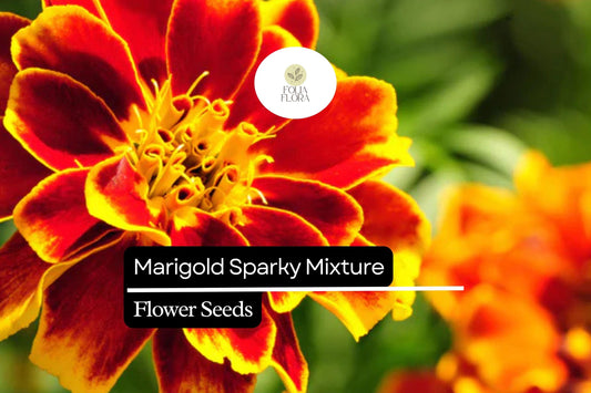 Sparky Mixture Marigold, Tagetes Patula, Vibrant French Marigold Blend for Gardens and Borders