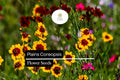 Plains Coreopsis, Coreopsis Tinctoria, Vibrant Yellow and Red Wildflowers for Pollinator Gardens
