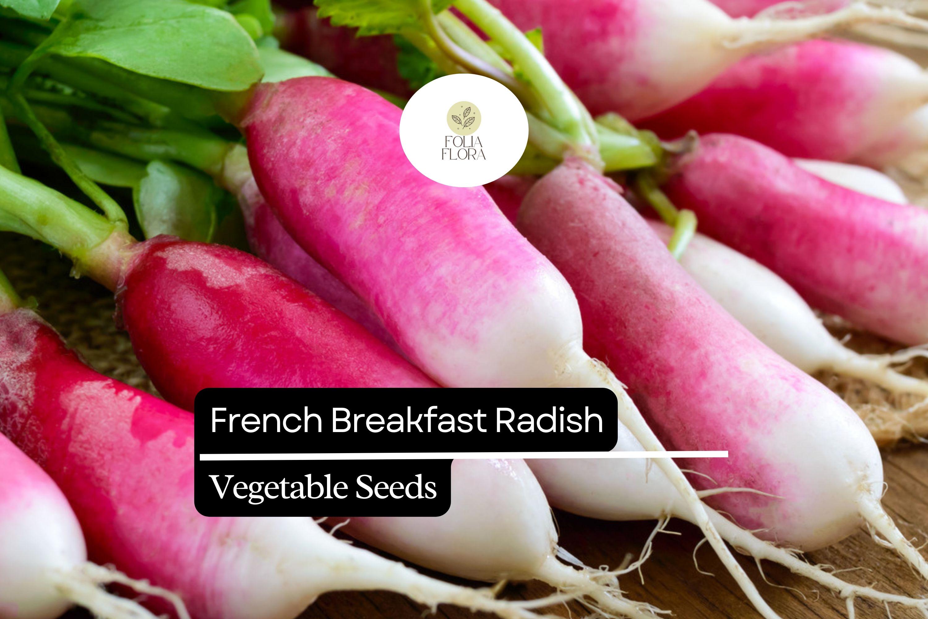 200 French Breakfast Radish Seeds â€“ Heirloom, Quick-Growing