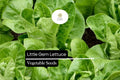 Little Gem Lettuce Seeds - Mini Romaine, Sweet & Crisp Variety