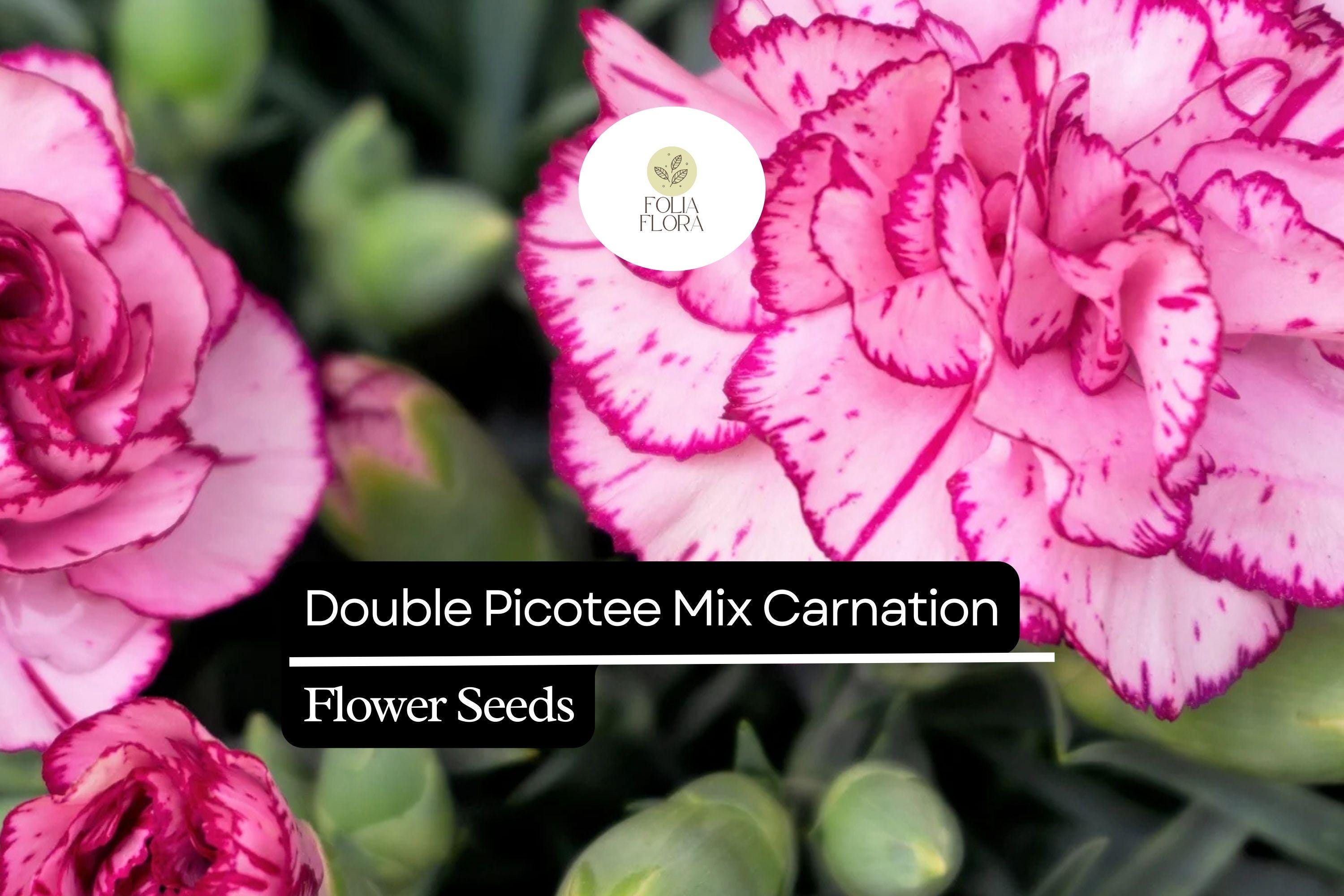 Double Picotee Mix Carnation Flower Plants – Fragrant, Multi-Color Edges, Long-Lasting Blooms, Dianthus caryophyllus