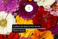 California Giants Mix Zinnia (Zinnia elegans) – Vibrant Blooming Annual for Borders, Cut Flowers, Pollinator Garden