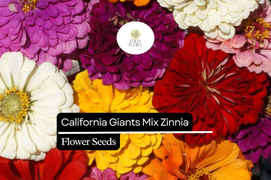 California Giants Mix Zinnia (Zinnia elegans) – Vibrant Blooming Annual for Borders, Cut Flowers, Pollinator Garden