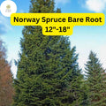 Live Norway Spruce Tree, Hardy Evergreen (12"-18")