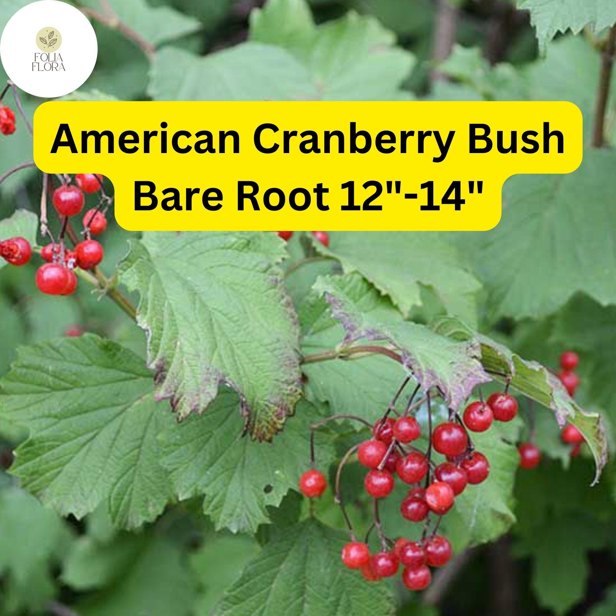 American Cranberry Bush, Edible Red Berries, Hardy Shrub (12"-14" Bare Root)