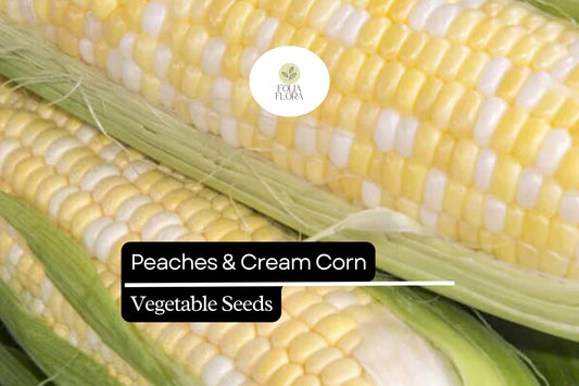 Peaches & Cream Corn - Zea Mays - Sweet Bicolor Corn for Home Gardens