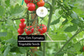 Tiny Tim Tomato Seeds â€“ Dwarf Cherry Tomato Variety