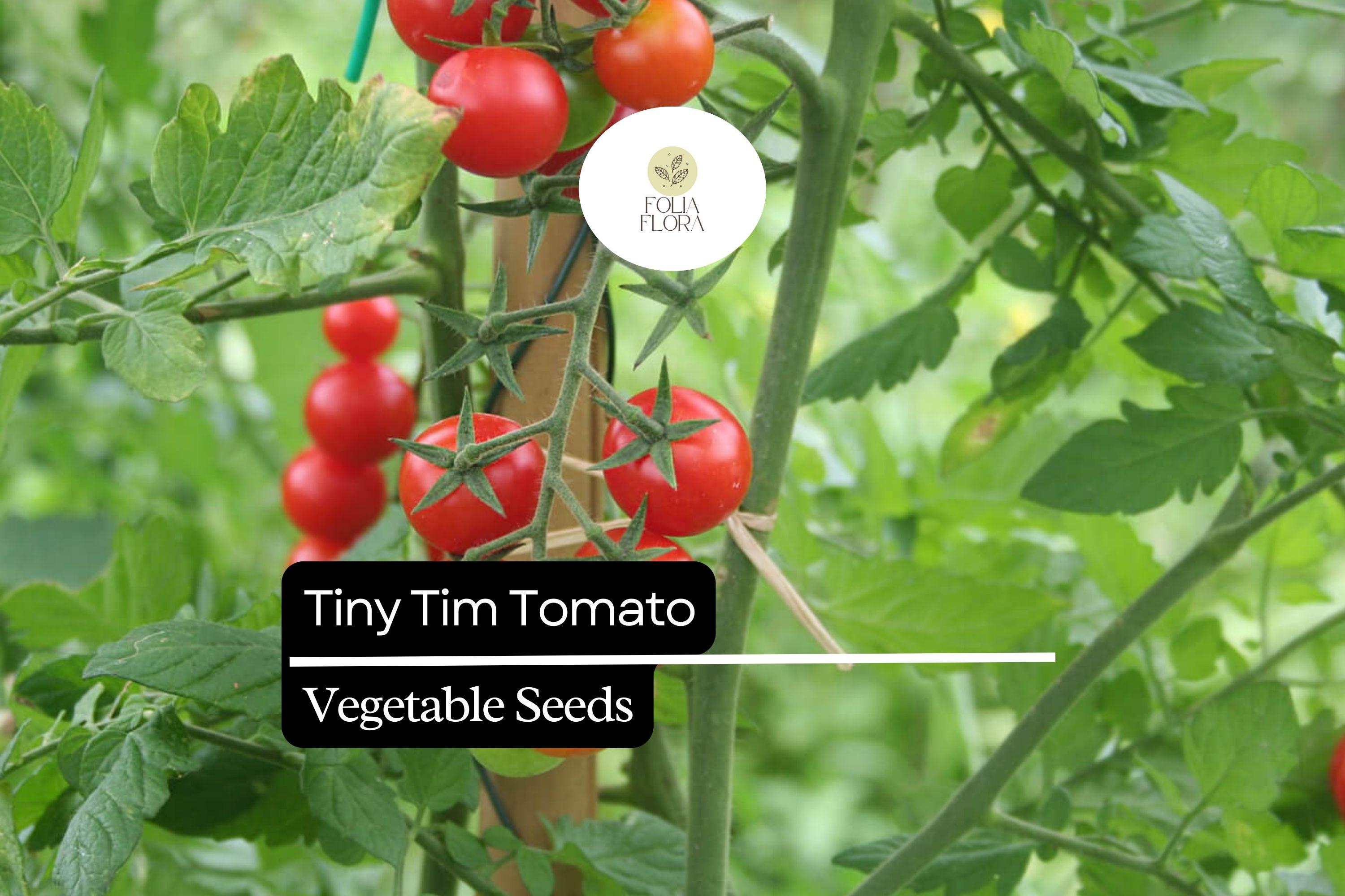 Tiny Tim Tomato Seeds â€“ Dwarf Cherry Tomato Variety