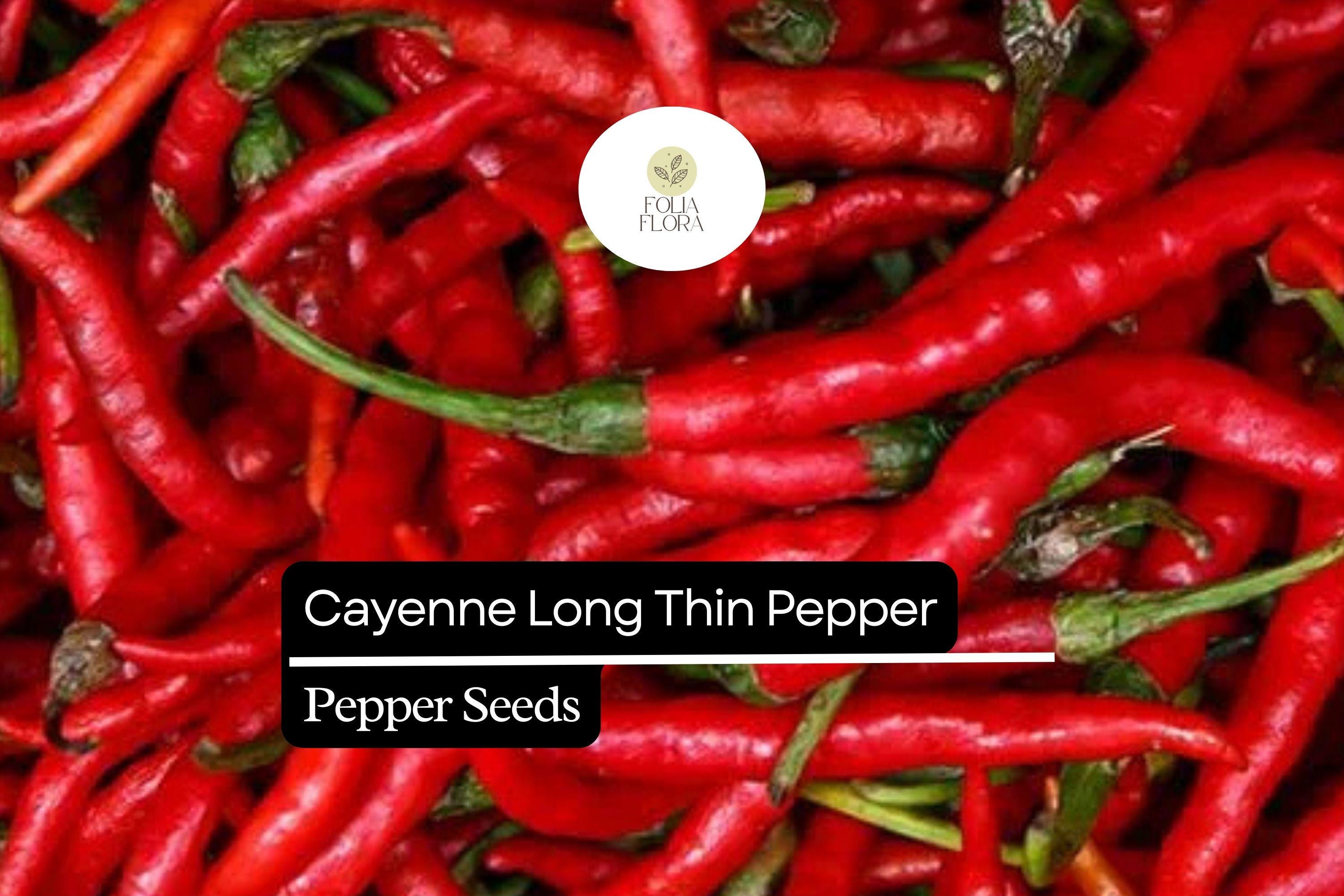 30 Seeds Cayenne Long Thin Pepper, Capsicum Annuum, Spicy Chili for Cooking and Drying