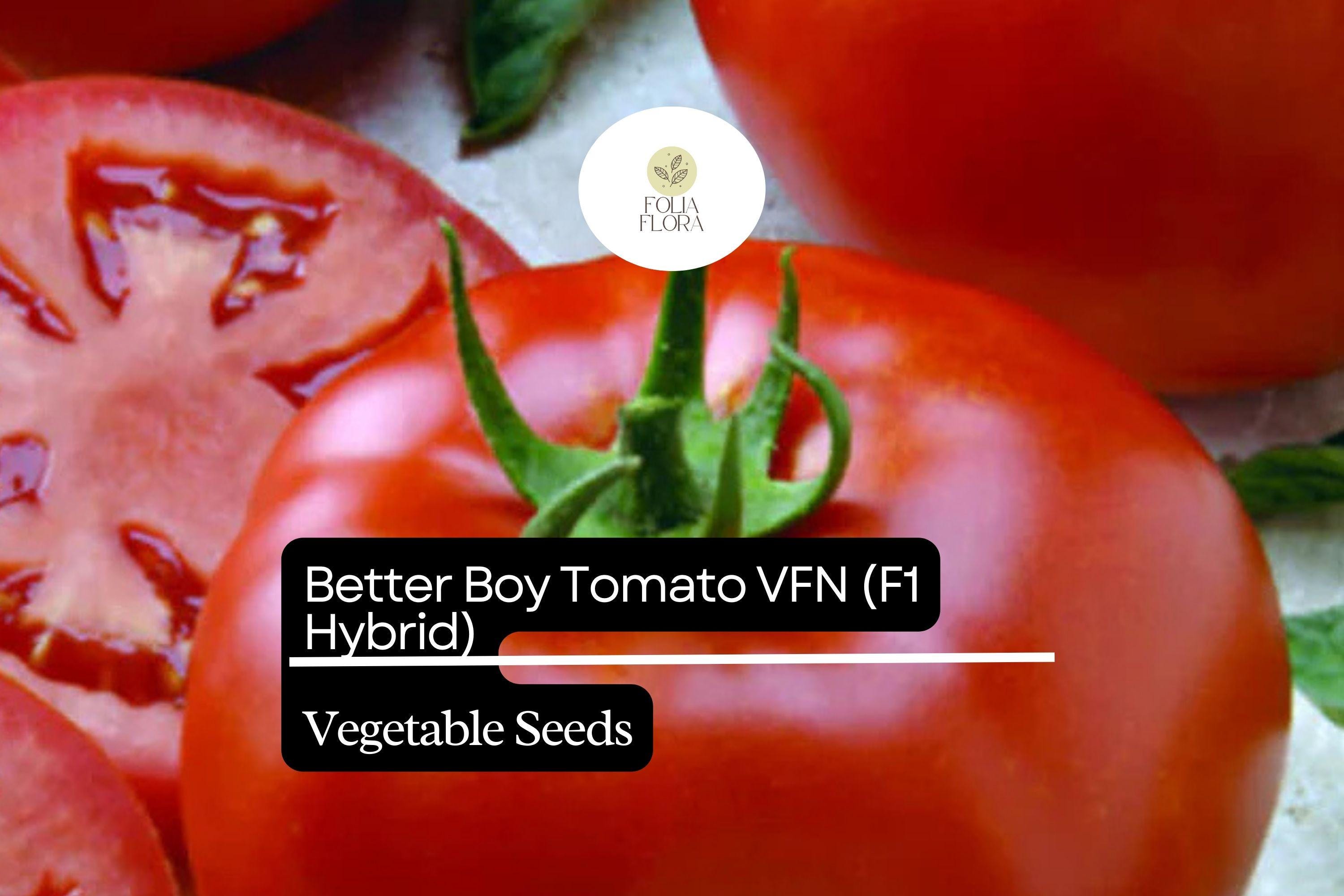 Better Boy Tomato Seeds, F1 Hybrid, VFN, High-Yield, Disease-Resistant Solanum Lycopersicum