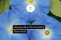Heavenly Blue Morning Glory (Ipomoea tricolor) â€“ Vibrant Sky Blue Climbing Vine