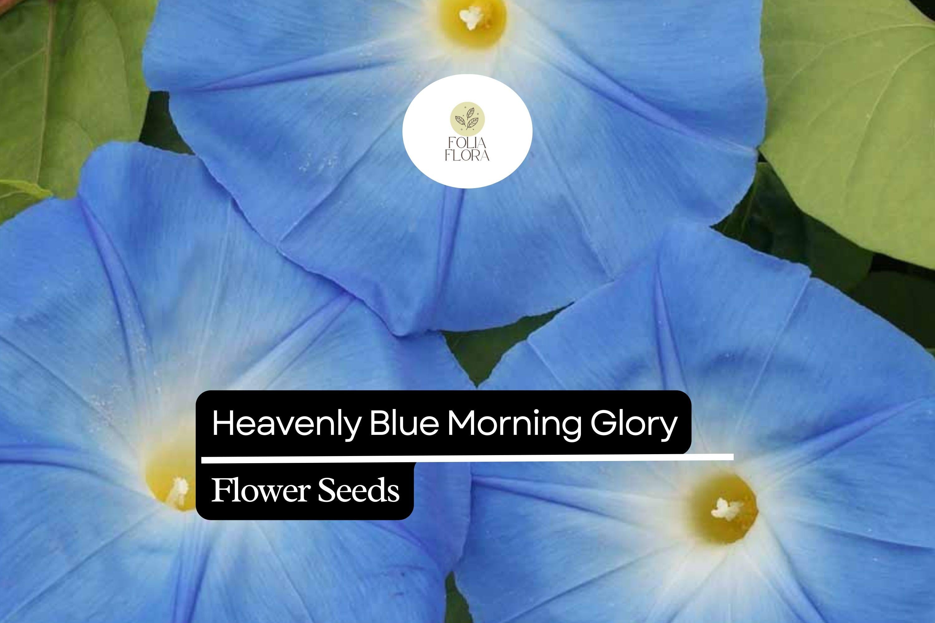 Heavenly Blue Morning Glory (Ipomoea tricolor) â€“ Vibrant Sky Blue Climbing Vine