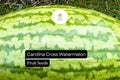 5 Seeds Carolina Cross Watermelon (Citrullus lanatus) â€“ Giant Sweet Watermelon Variety