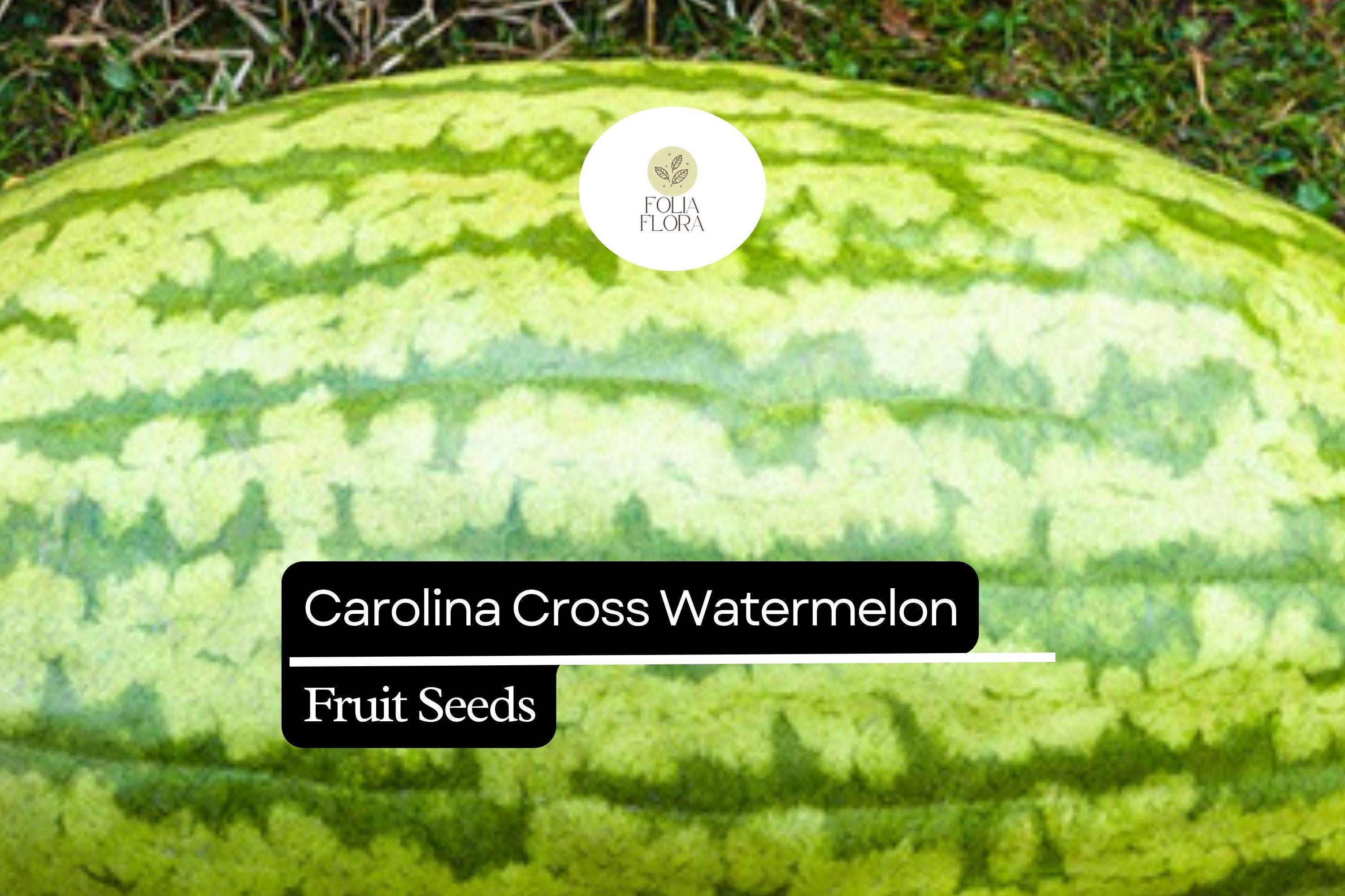 5 Seeds Carolina Cross Watermelon (Citrullus lanatus) â€“ Giant Sweet Watermelon Variety