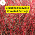 Bright Red Dogwood Unrooted Cuttings, Cornus sericea, Hardy Shrub with Vibrant Red Stems