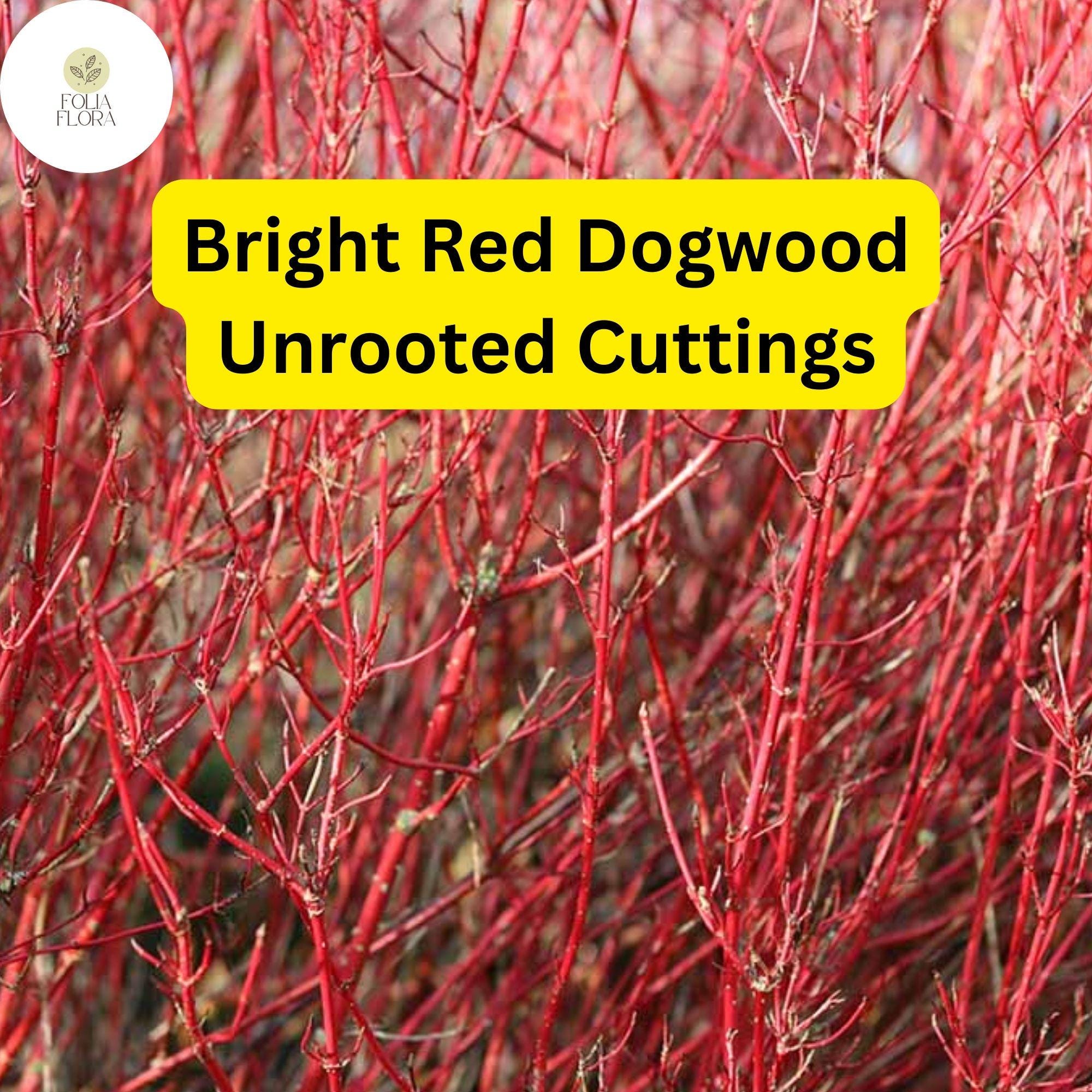 Bright Red Dogwood Unrooted Cuttings, Cornus sericea, Hardy Shrub with Vibrant Red Stems