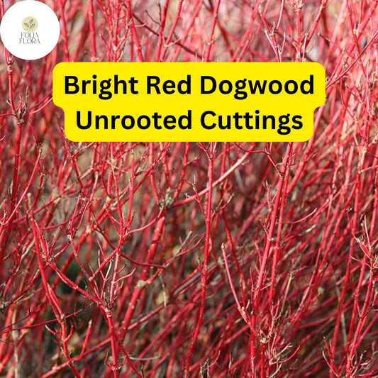 Bright Red Dogwood Unrooted Cuttings, Cornus sericea, Hardy Shrub with Vibrant Red Stems