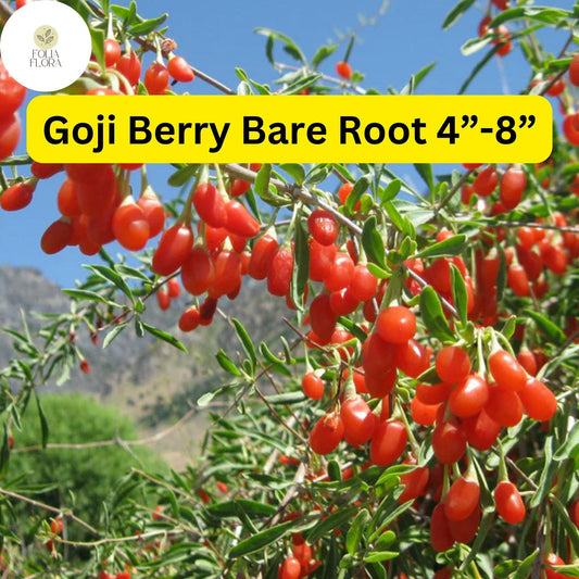 Bare Root Goji Berry Plants – Lycium barbarum, 4"-8" Live Plants for Edible Landscaping & Superfood Gardening