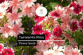 Twinkle Mix Phlox (Phlox drummondii) â€“ Vibrant Annual Flower Variety