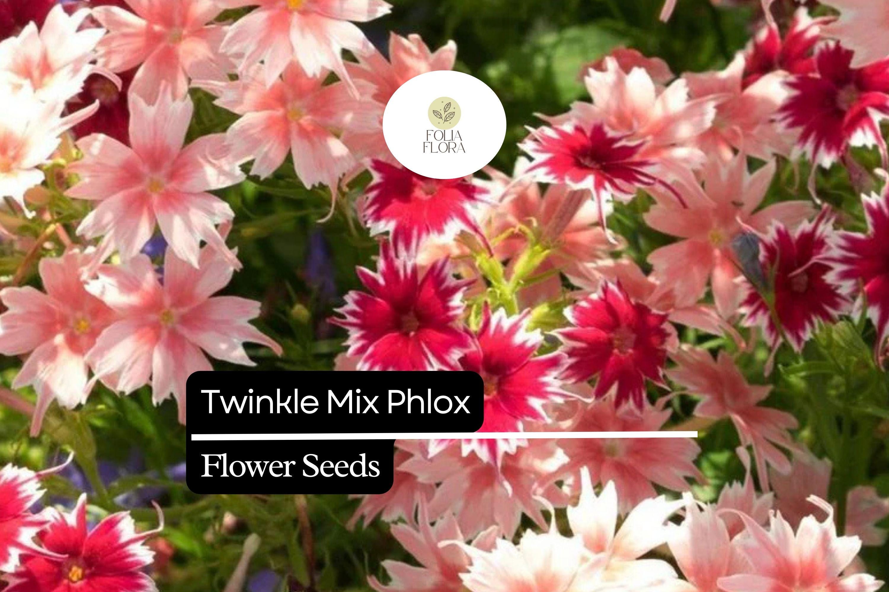 Twinkle Mix Phlox (Phlox drummondii) â€“ Vibrant Annual Flower Variety