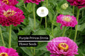 Purple Prince Zinnia Seeds â€“ Royal Purple Blooms, Pollinator Garden