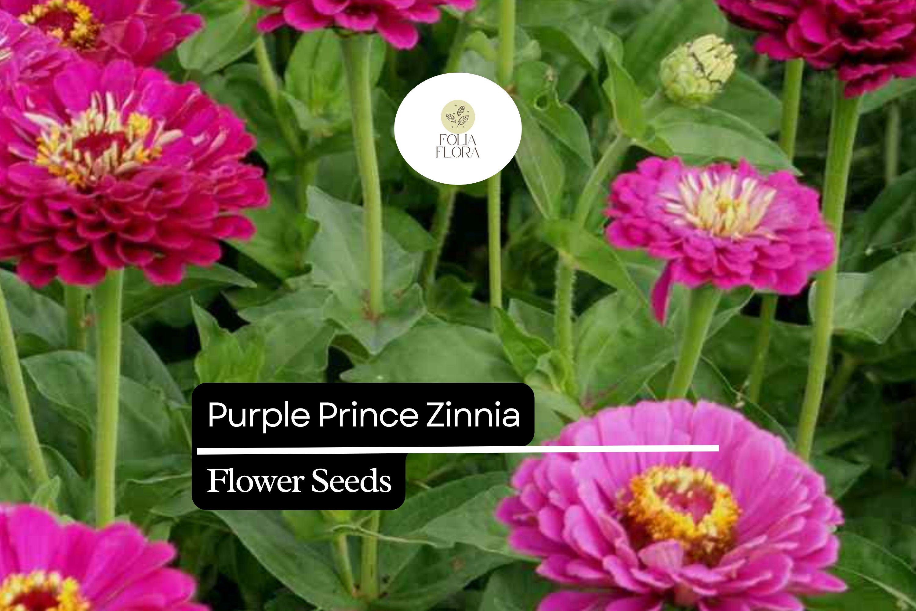 Purple Prince Zinnia Seeds â€“ Royal Purple Blooms, Pollinator Garden