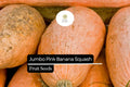 10 Seeds Jumbo Pink Banana Squash (Cucurbita maxima) â€“ Heirloom Variety, Sweet & Versatile