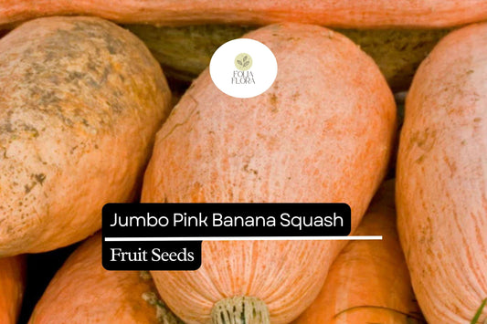 10 Seeds Jumbo Pink Banana Squash (Cucurbita maxima) â€“ Heirloom Variety, Sweet & Versatile