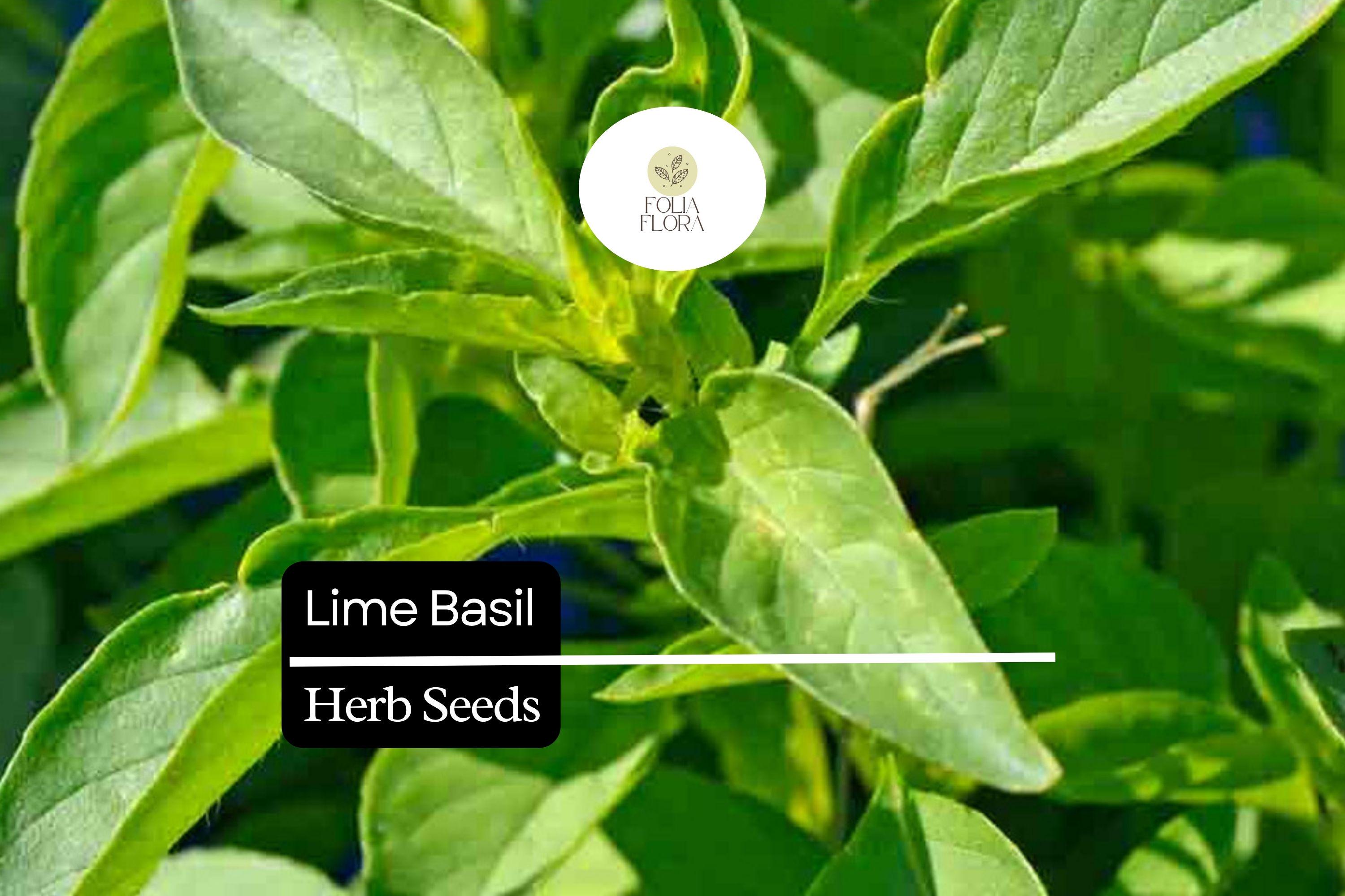 500 Seeds Lime Basil (Ocimum basilicum) â€“ Citrus-Scented Herb for Culinary & Garden Use