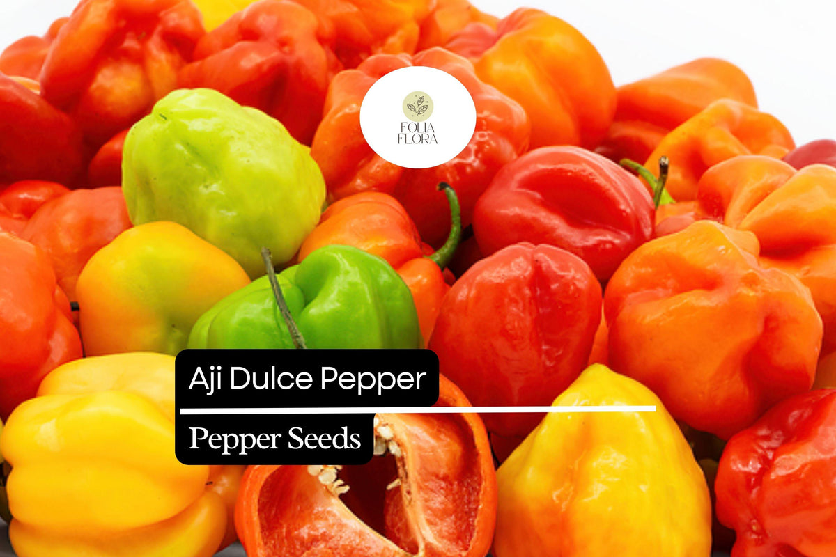 10 Seeds Aji Dulce Pepper (Capsicum chinense) â€“ Sweet, Mild Caribbean Pepper