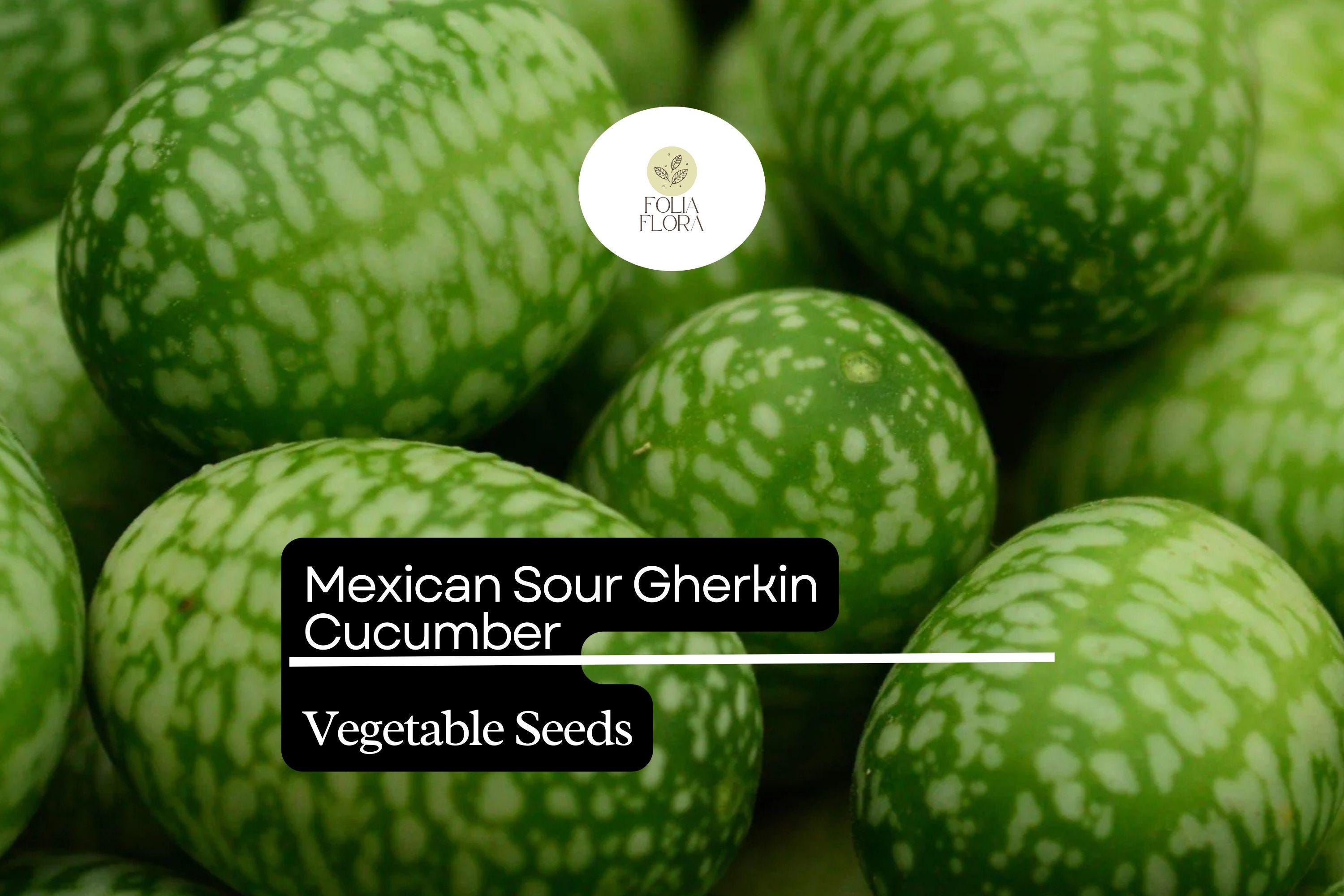 25 Seeds Mexican Sour Gherkin Cucumber (Melothria scabra) â€“ Tiny, Tangy, Heirloom Cucumber