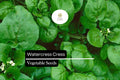2000 Seeds Watercress Cress (Nasturtium officinale) â€“ Nutrient-Packed Aquatic Green for Salads and Garnishes