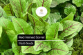 Red Veined Sorrel Seeds – Culinary Herb for Salads & Garnishes – Rumex sanguineus, Edible & Ornamental, Tangy Lemon Flavor