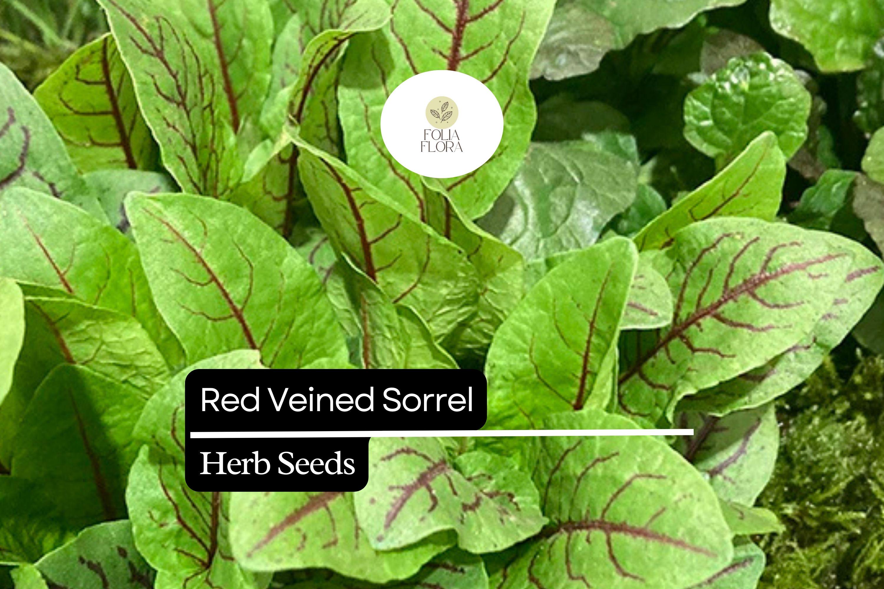 Red Veined Sorrel Seeds – Culinary Herb for Salads & Garnishes – Rumex sanguineus, Edible & Ornamental, Tangy Lemon Flavor