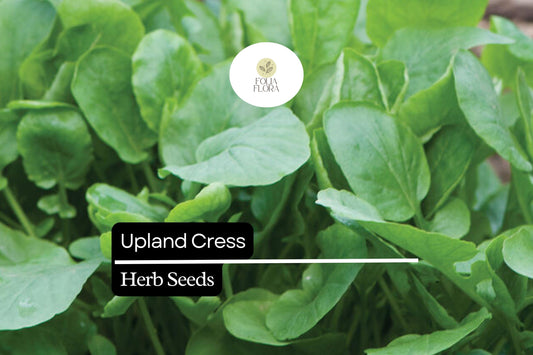 1000 Seeds Upland Cress (Barbarea verna) â€“ Peppery, Nutritious Herb for Salads & Microgreens