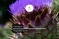30 Cardoon Seeds - Ornamental Edible Perennial Cynara cardunculus with Silvery-Green Foliage and Purple Flowers