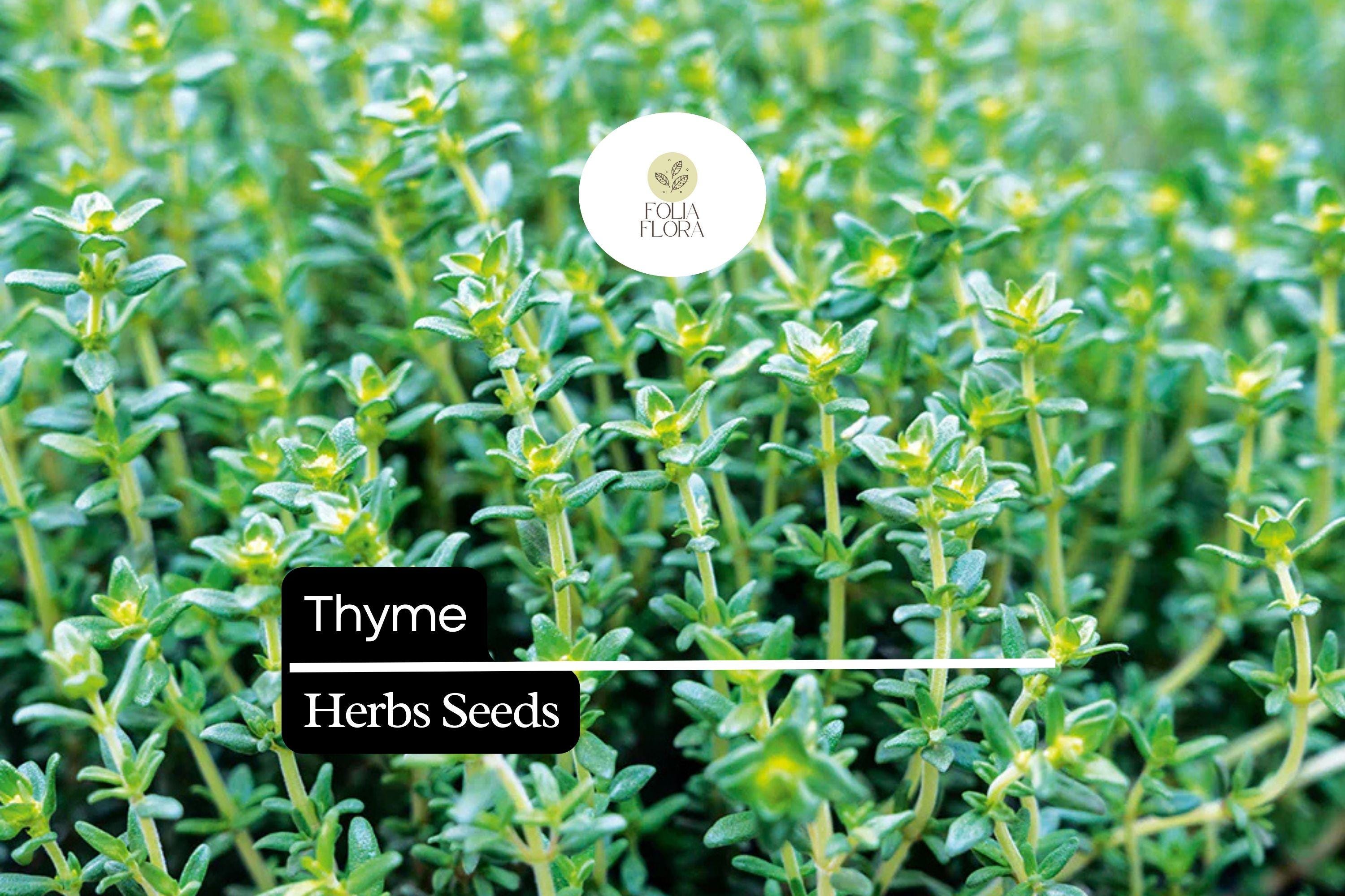 2200 Seeds Thyme (Thymus vulgaris) â€“ Culinary Herb for Cooking, Seasoning, and Pollinator-Friendly Gardens