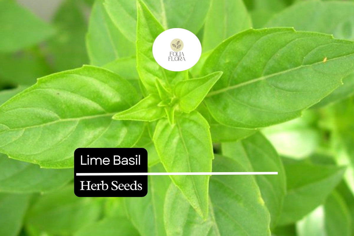 1000 Seeds Lime Basil (Ocimum basilicum) â€“ Citrus-Scented Herb for Culinary & Garden Use
