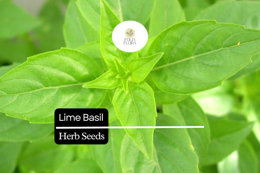 1000 Seeds Lime Basil (Ocimum basilicum) â€“ Citrus-Scented Herb for Culinary & Garden Use