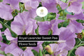 Royal Lavender Sweet Pea Seeds - Fragrant Purple Blooms