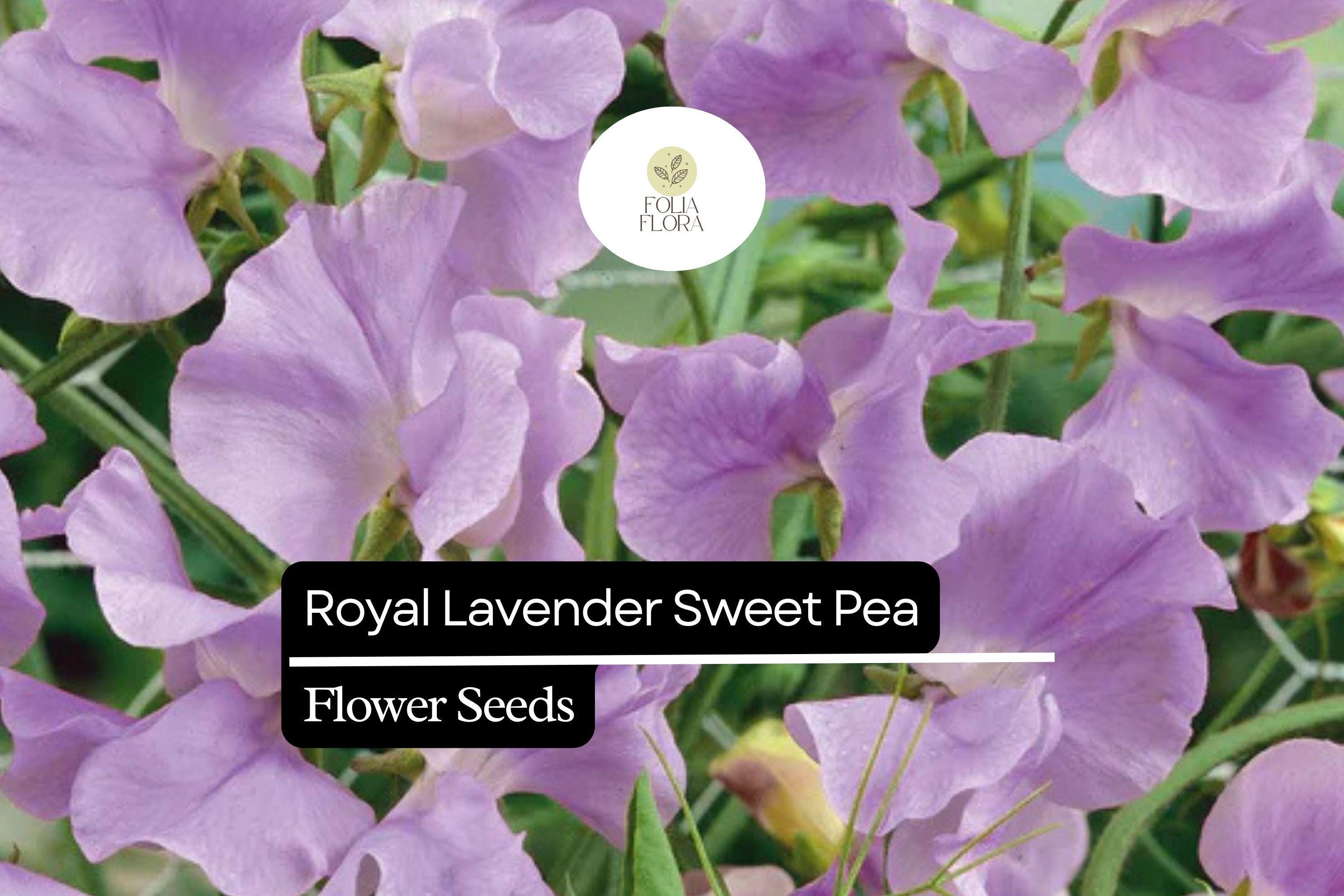 Royal Lavender Sweet Pea Seeds - Fragrant Purple Blooms